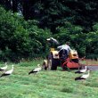 Prace polowe są dla bocianów niewątpliwą okazją do łatwego zdobycia pokarmu. Ptaki z daleka rozpoznają pracujące w polu maszyny rolnicze i zlatują się czasem z całej okolicy. (foto P. Szymoński)