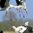 Oba walczące ptaki ptaki próbują lądować na gnieździe, biją skrzydłami, sycząc i klekocąc próbują zadawać sobie ciosy dziobami. (foto P. Szymoński)