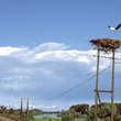 Z dawnej kolonii lęgowej na słupach przy linii kolejowej Gorzów Wlkp. – Sanok pozostało tylko kilka gniazd. Większość ptaków przeniosła się na platformy lęgowe do samego Santoka. (foto P. Szymoński)